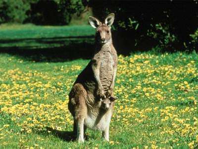 Австралийские кенгуру