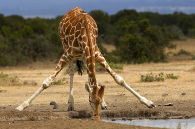 Жираф - самое высокое животное