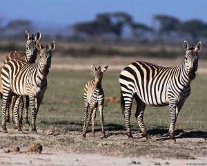 Зебра - животное Африки