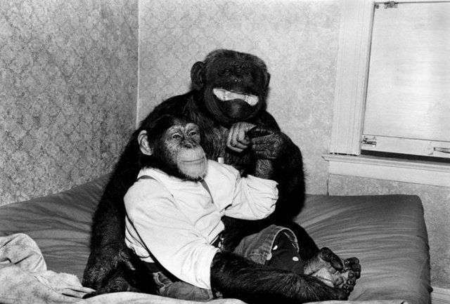 Смішні мавпи (16 фото)