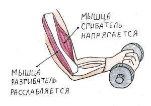 Группы мышц человека