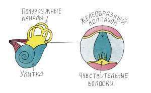 Орган равновесия - вестибулярный аппарат