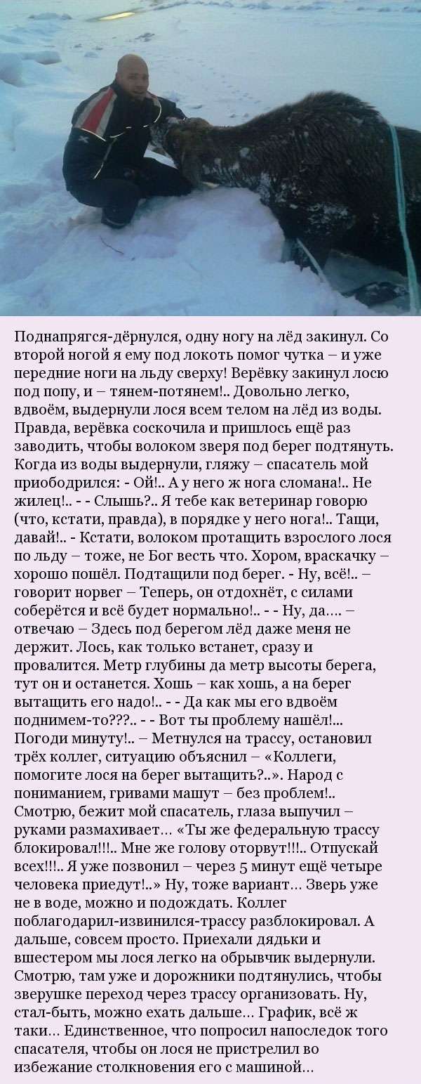Як мужик лося рятував (5 фото)