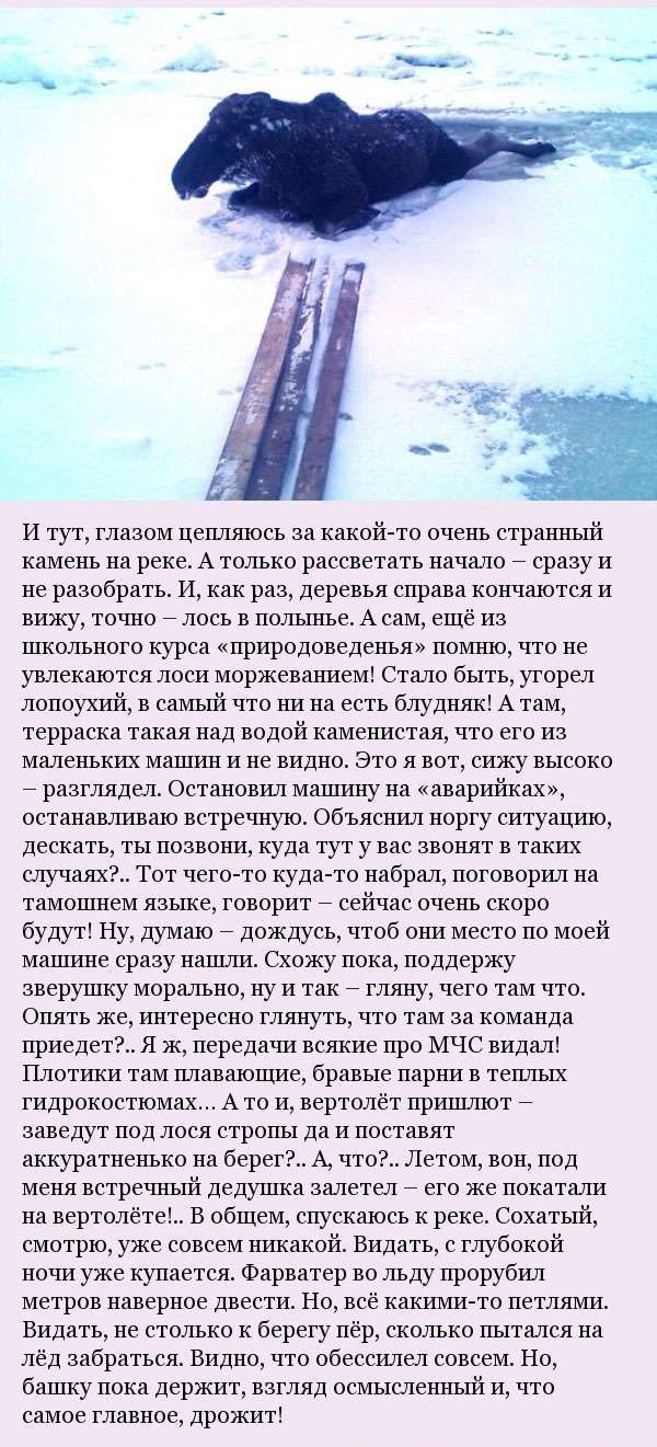 Як мужик лося рятував (5 фото)