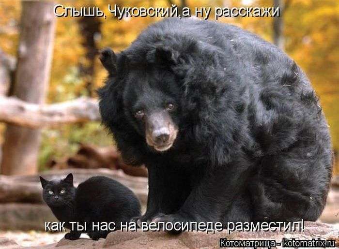 Кращі котоматриці тижні (48 фото)