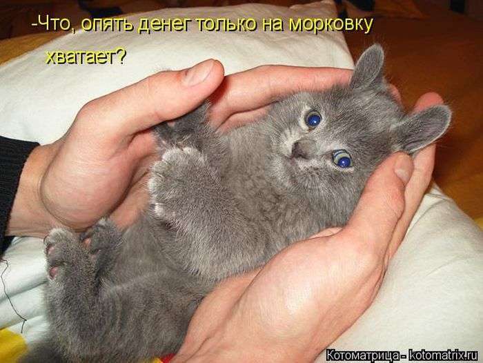 Кращі котоматриці тижні (48 фото)