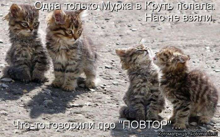 Кращі котоматриці тижні (48 фото)