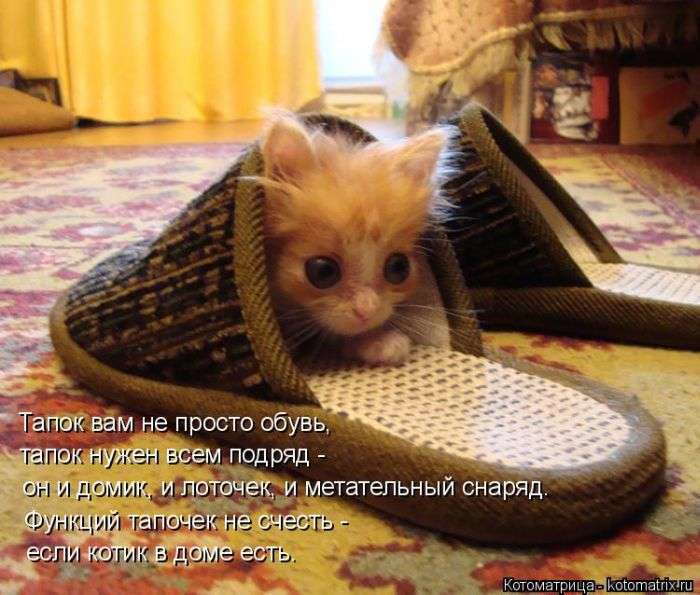 Кращі котоматриці тижні (48 фото)