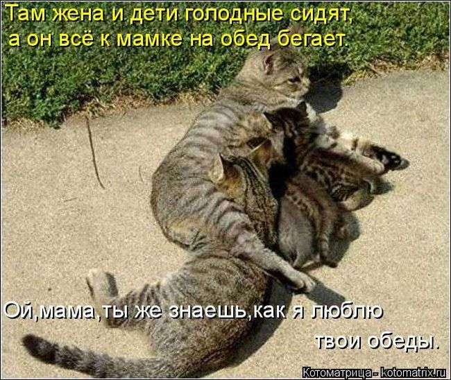 Кращі котоматриці тижні (48 фото)