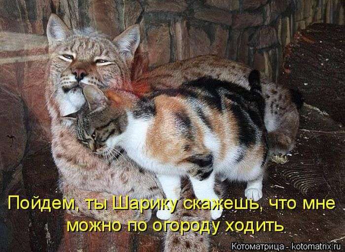 Кращі котоматриці тижні (48 фото)
