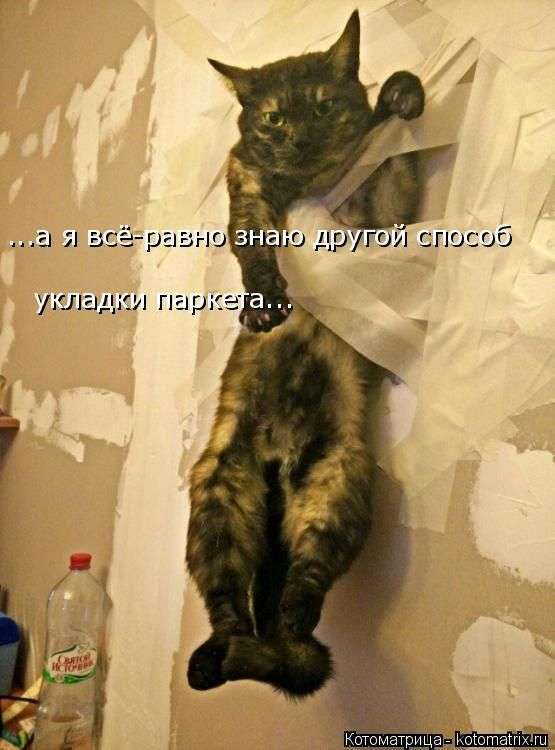 Кращі котоматриці тижні (48 фото)