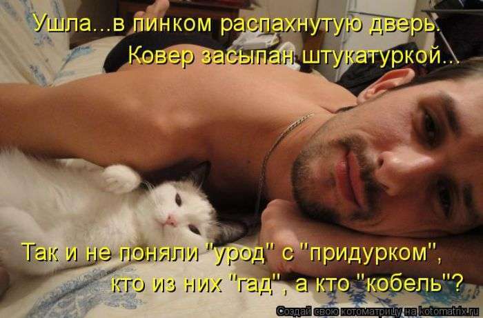 Кращі котоматриці тижні (48 фото)
