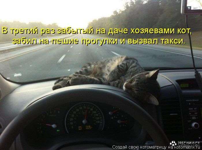 Кращі котоматриці тижні (48 фото)