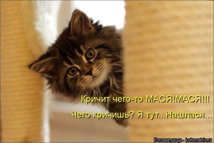 Кращі котоматриці тижні (48 фото)