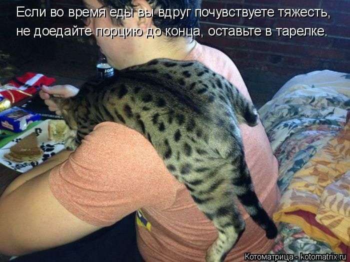 Кращі котоматриці тижні (48 фото)
