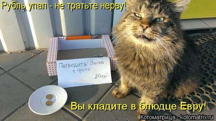 Кращі котоматриці тижні (48 фото)