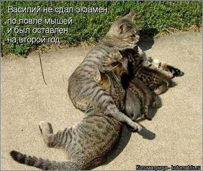 Кращі котоматриці тижні (48 фото)