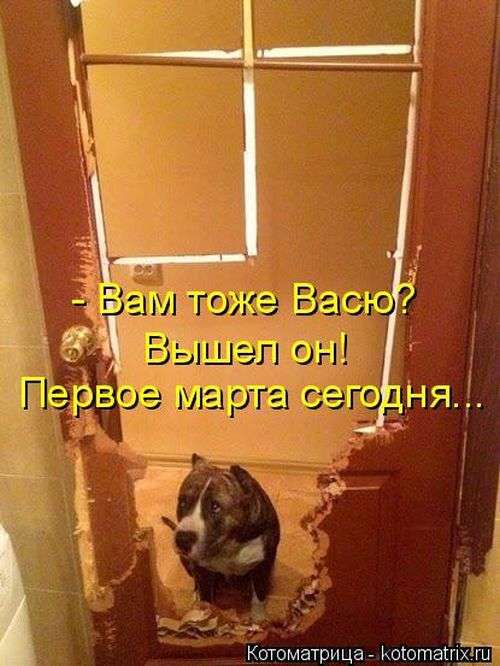 Кращі котоматриці тижні (48 фото)