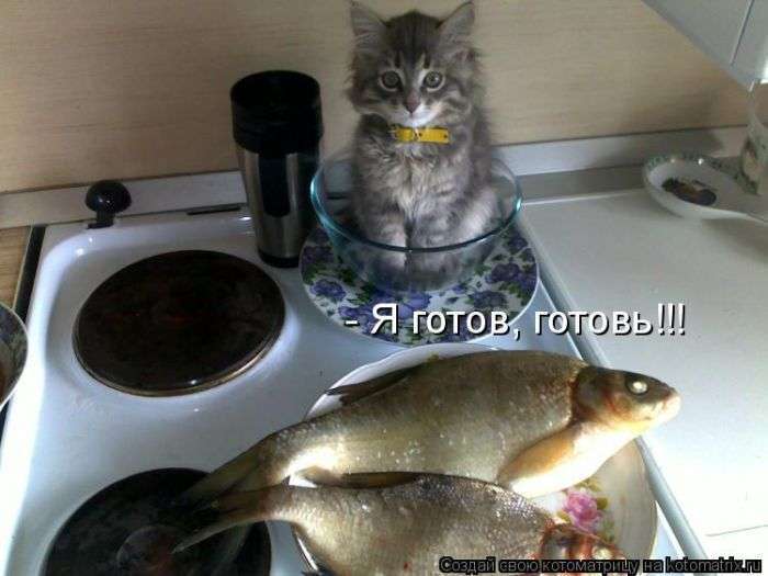 Кращі котоматриці тижні (48 фото)