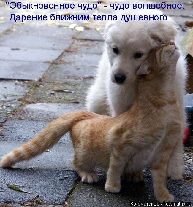 Кращі котоматриці тижні (48 фото)