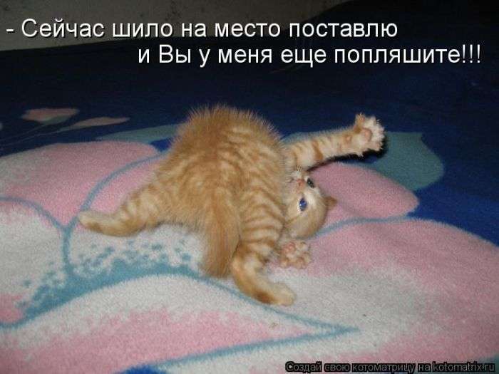 Кращі котоматриці тижні (48 фото)