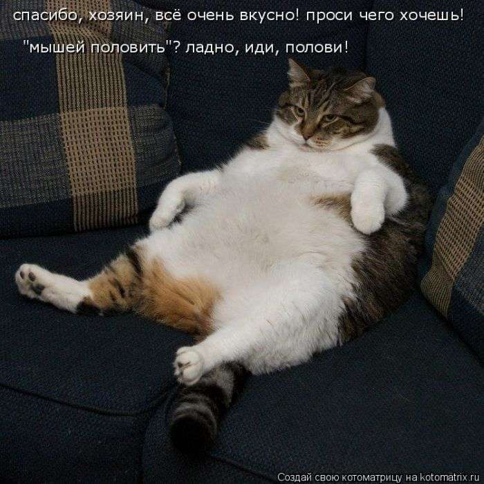 Кращі котоматриці тижні (48 фото)