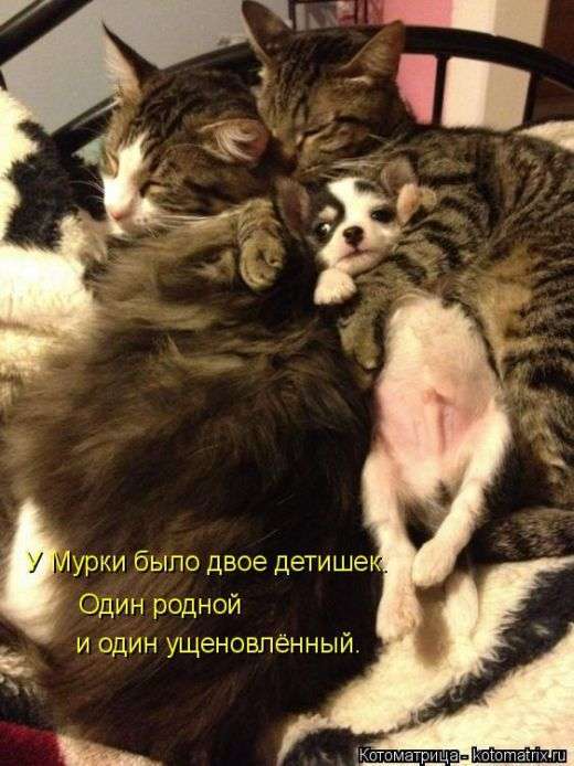 Кращі котоматриці тижні (48 фото)