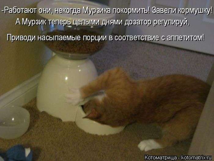 Кращі котоматриці тижні (48 фото)