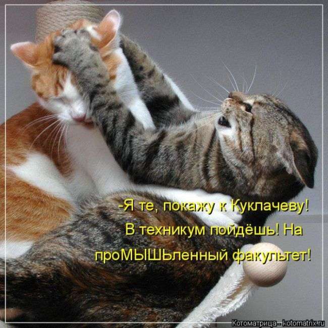 Кращі котоматриці тижні (48 фото)