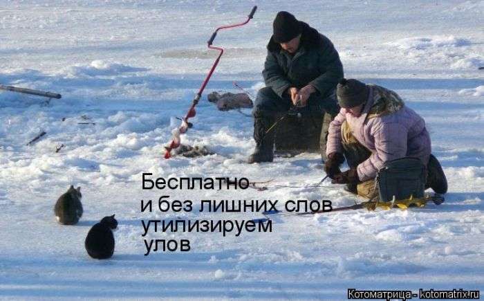 Кращі котоматриці тижні (48 фото)