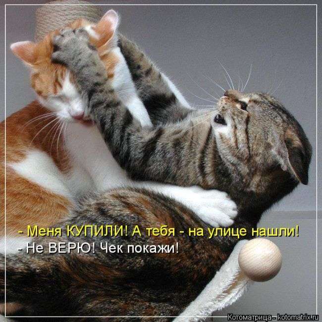Кращі котоматриці тижні (48 фото)