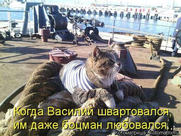 Кращі котоматриці тижні (48 фото)