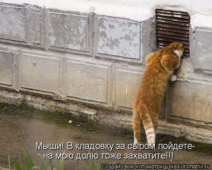 Кращі котоматриці тижні (48 фото)