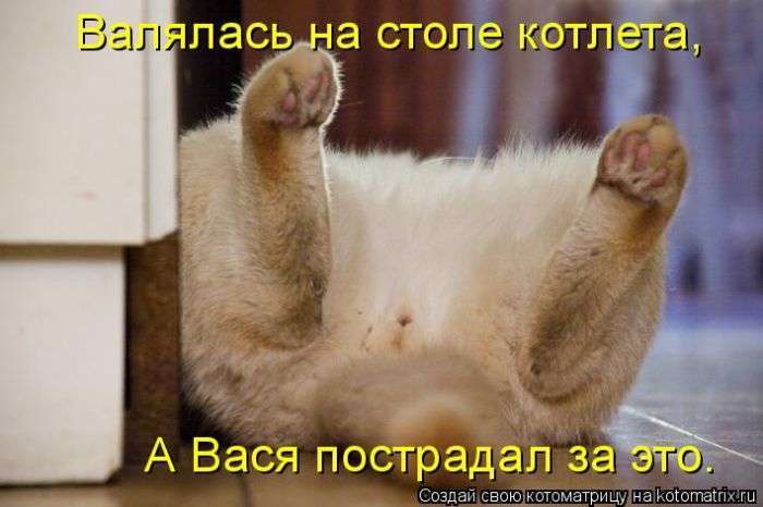 Кращі котоматриці тижні (48 фото)