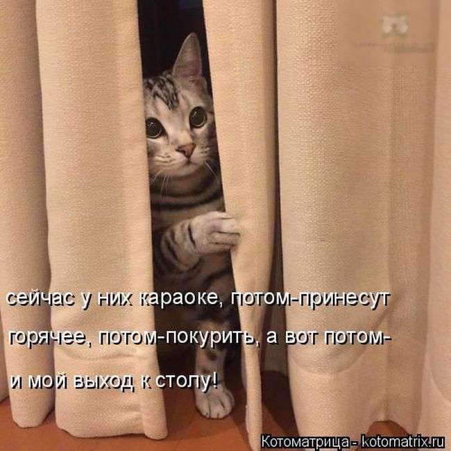 Кращі котоматриці тижні (48 фото)