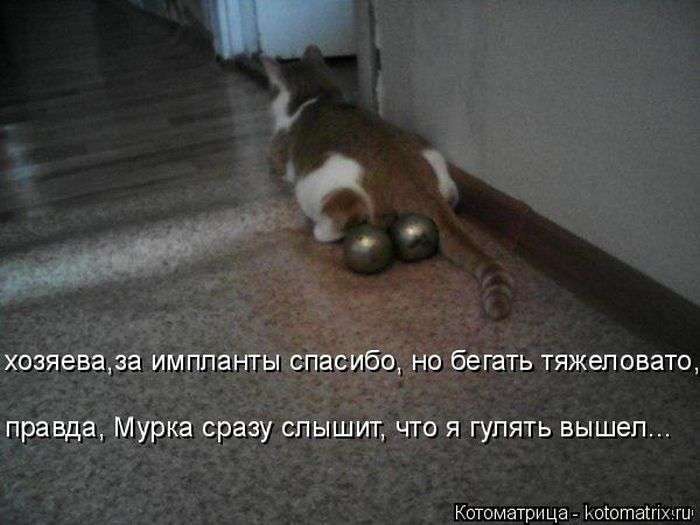 Кращі котоматриці тижні (48 фото)