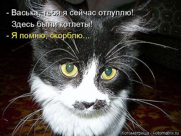 Кращі котоматриці тижні (48 фото)