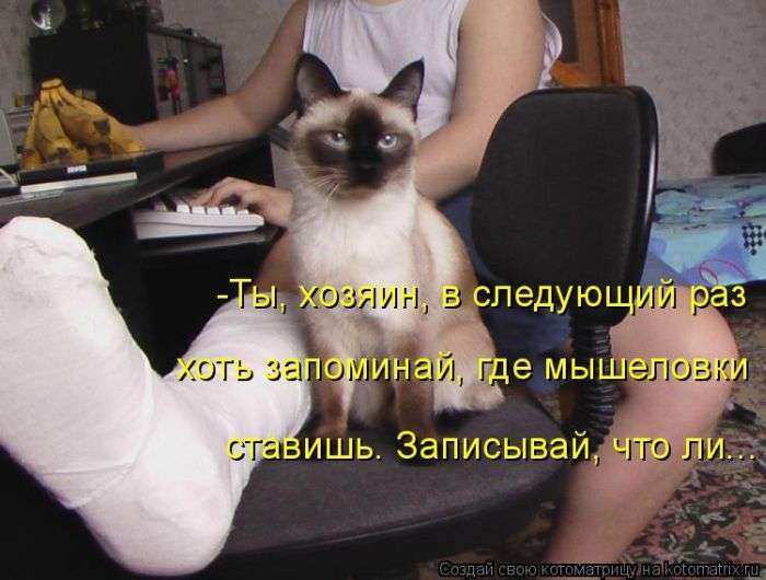 Кращі котоматриці тижні (48 фото)