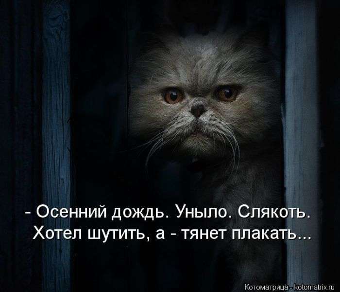 Кращі котоматриці тижні (48 фото)
