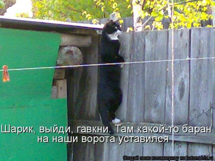 Кращі котоматриці тижні (48 фото)