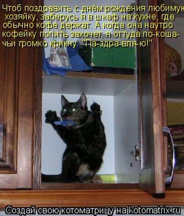 Кращі котоматриці тижні (48 фото)