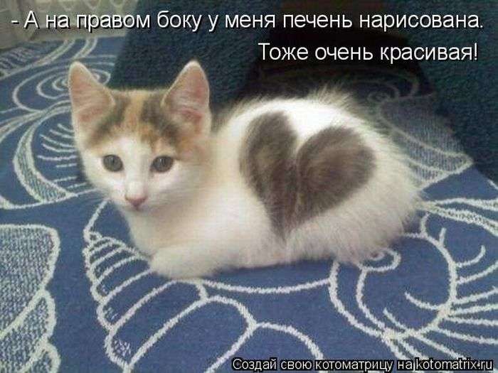 Кращі котоматриці тижні (50 фото)