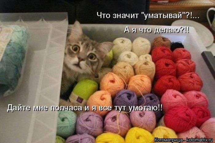 Кращі котоматриці тижні (50 фото)