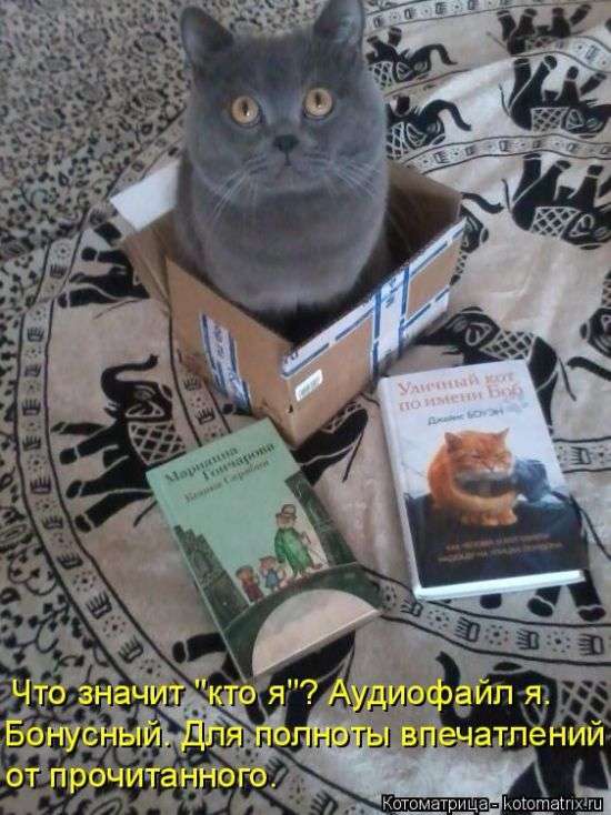 Кращі котоматриці тижні (50 фото)