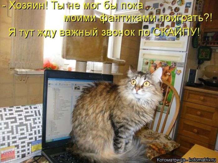 Кращі котоматриці тижні (50 фото)