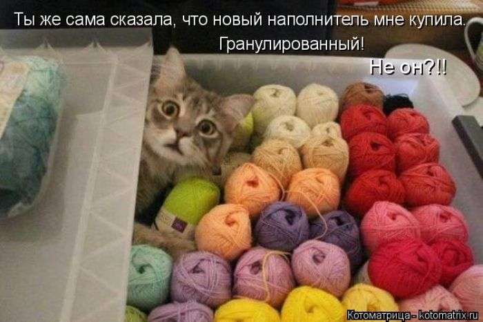 Кращі котоматриці тижні (50 фото)