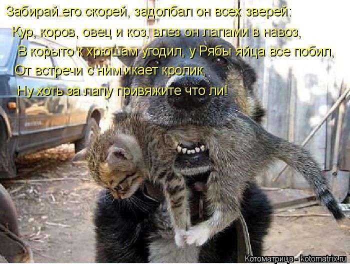 Кращі котоматриці тижні (50 фото)