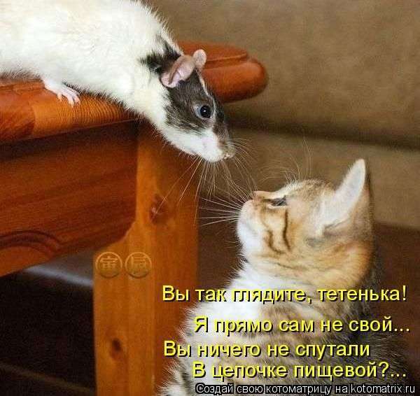 Кращі котоматриці тижні (50 фото)