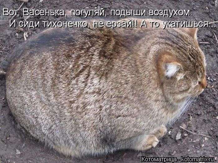 Кращі котоматриці тижні (50 фото)