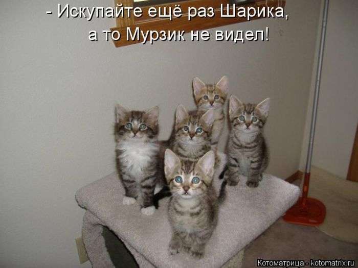 Кращі котоматриці тижні (50 фото)